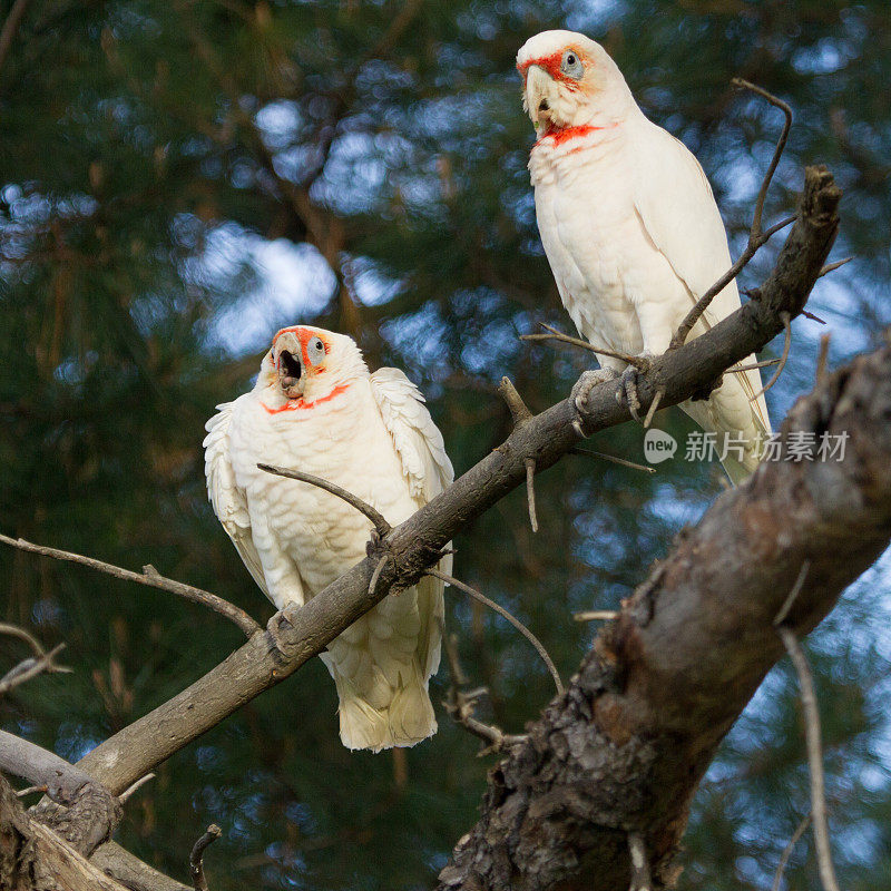 Perching Corellas